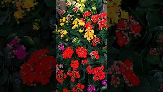 kalanchoe plant  kalanchoe flower  different colours  garden  kalanchoe plants flowers [upl. by Ellenahs]