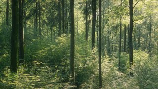 🌳 4K  Relaxing Nature Sounds For Stress Relief Forest Sounds Bird Song [upl. by Barclay]