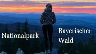 Die schönsten Orte im Nationalpark Bayerischer Wald  4K [upl. by Dasha]