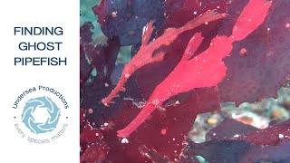 How to find amazing marine life Ep 4  the Ghost Pipefish challenge [upl. by Attaymik]