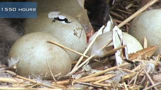 A swan nest hatching [upl. by Eastlake]