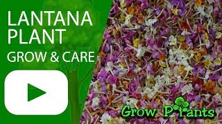 Lantana plant  How to grow Lantanas [upl. by Mott]