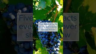 Five Merlot facts for wine lovers [upl. by Gabi]