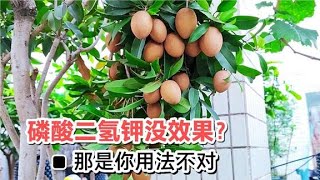 用了磷酸二氫鉀沒作用？那是你用的方法不對，快收藏！ [upl. by Atinus]