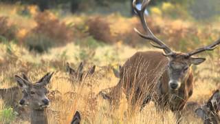 Richmond Park  in London [upl. by Leiva744]