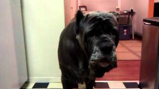 Conversation with a Neapolitan Mastiff [upl. by Warfeld590]