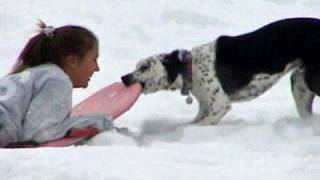 Dog steals sleds from kids  Funny [upl. by Lehcnom]