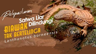 Pelepasliaran Biawak Tak Betelinga [upl. by Naloc]