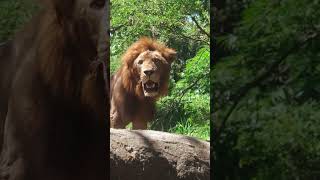 Lion Roars Different types of sound of a Lion [upl. by Aynod]