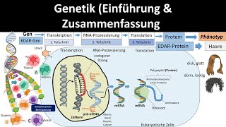 Genetik Einführung  Zusammenfassung 12  Abitur Biologie Genetik Oberstufe [upl. by Aural656]