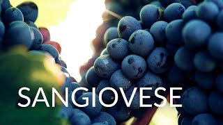 All About SANGIOVESE [upl. by Jayson]