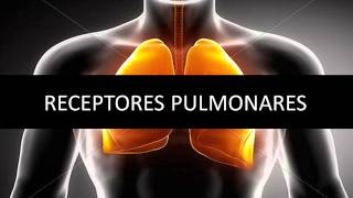 Receptores pulmonares  Fisiopatología respiratoria [upl. by Anahcra957]