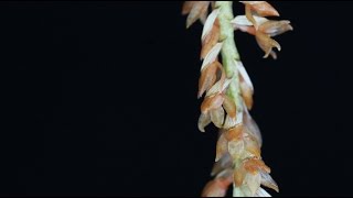 Dendrochilum convallariiforme [upl. by Aslehc869]