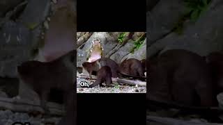 Plizzanet Earth with Snoop Dogg  Otter vs Crocs PlizzanetEarth kimmel snoopdogg [upl. by Parette524]