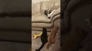 Innocent napping dog toyed with by cats [upl. by Ligriv]