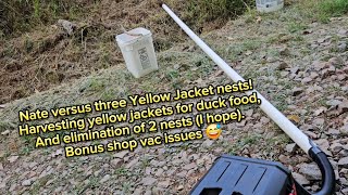 Learning about Yellow Jackets [upl. by Edbert572]