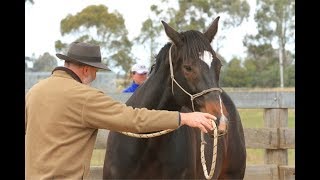 Working With A Horse Is A Constant Conversation [upl. by Petigny]