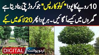 10 Rupees Ka Plant Ju Bara Hote Hi 2000000 Ka Sell Hota Hai  Conocarpus Plant [upl. by Jangro964]