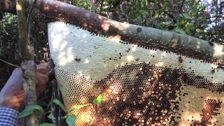 Rafter BeekeepingCambodianstyle [upl. by Carmon]