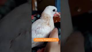 This is a Chinmoy Ringneck Dove We are Majestic Doves Aviary We have Doves for sale birds dove [upl. by Chuah]