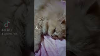 Kucing comel anak dan bapa [upl. by Yellas]