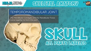 Skull Anatomy  With Labels Updated Version [upl. by Forras132]