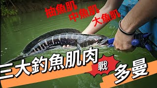 三大釣魚肌肉戰魚虎（小盾鱧） 抽魚肌～中魚肌～大魚肌香港釣魚fishing魚虎 [upl. by Helbon]