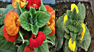 How to grow and care Ladys purse plant Calceolaria PlantLoving garden [upl. by Akinor413]