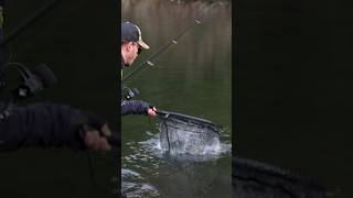 Grosse truite à vue  truite truiteauxleurres pechetruite peche fishing trout troutfishing [upl. by Eirb447]