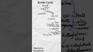 Krebs Cycle  Citric Acid Cycle  TCA Cycle  Tricarboxylic Acid Cycle [upl. by Koch]