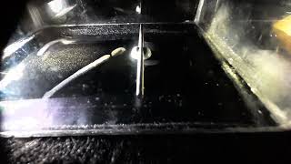 Thoriated welding rod cont 2 thorium oxide in a cloud chamber [upl. by Zwick]