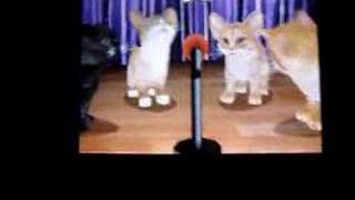 Purr Pals My Kittens singing Toreador [upl. by Neile]