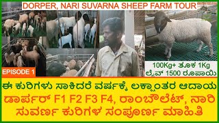 Dorper Nari Suvarna Rambouillet Sheep Farming  ಡಾರ್ಪರ್ ರಾಂಬೌಲೆಟ್ ನಾರಿ ಸುವರ್ಣ ಕುರಿ Call 7483765135 [upl. by Ragnar]