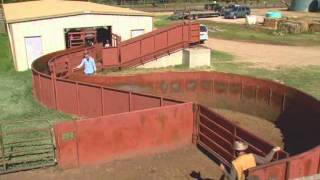 Cattle Handling  Facilities [upl. by Sirrom]