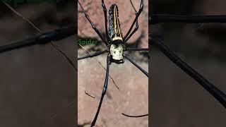 spider nephila big spider wild beauty viral [upl. by Tessa]