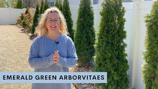 How to Care for your Emerald Green Arborvitae [upl. by Dlonra]