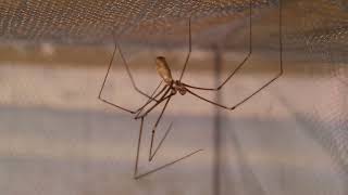 Pholcus phalangioides [upl. by Ranice]