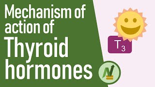 Mechanism of Action of Thyroid Hormones [upl. by Albric]