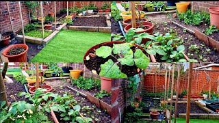 Today Garden Update 15062022  Shoker Bagan 2022  Bangladeshi Vegetable plants  Ripa Alam uk [upl. by Joelie]