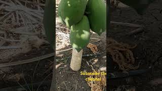 पपीता youtubeshorts farming shortvideo automobile sugarcaneplant sugarcane sugarcane [upl. by Nemajneb]