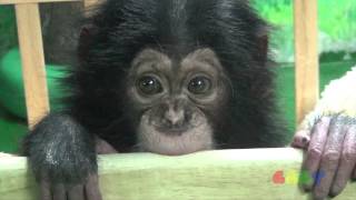 아기 침팬지  Baby Chimp [upl. by Anyotal]