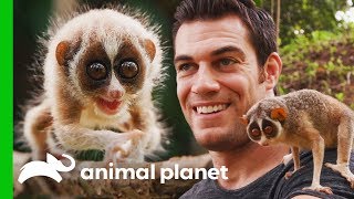 Dr Evan Meets One Of The Worlds Most Fascinating Primates  Evan Goes Wild [upl. by Steere]