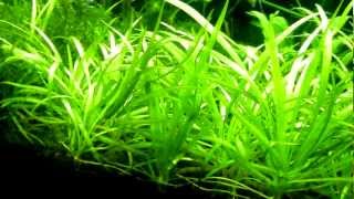 Dwarf Sagittaria Sagittaria subulata Carpet [upl. by Artened]