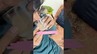 ചായകുടി l Tea with my Pet bird l It’s My Pet mittu  My companion  birds parrottraining pets [upl. by Ahcmis]