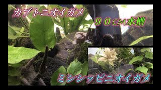 カブトニオイガメ・ミシシッピニオイガメ ９０cm水槽 stinkpot turtle tank [upl. by Nylqcaj148]