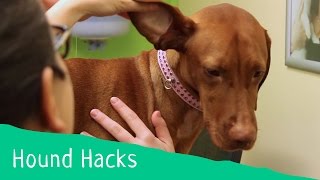 Hound Hacks Tip 14  How to clean your dogs ears [upl. by Clellan]