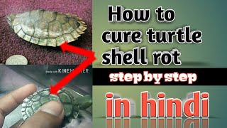 How to cure turtle shell rot white pacthes in hindi [upl. by Toiboid]