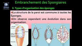 3Biologie des Org Animaux Embranchement des Spongiaires [upl. by Anidam]