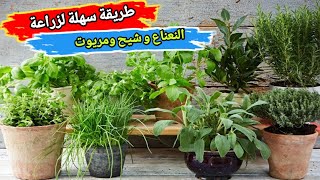 3 أعشاب سحرية يجب زراعتها فى المنزل🌿 نعناع، شيح، مريوت  كورس مجاني في 18 دقيقة [upl. by Nigrom589]