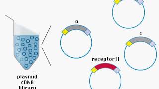 cDNA Library Animation [upl. by Juley]